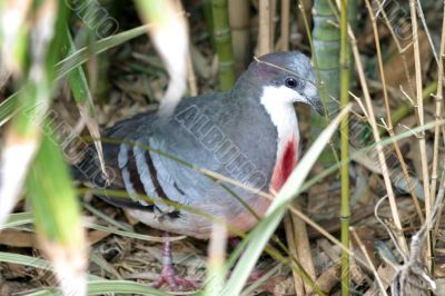 Bleeding Heart Pigeon 4883