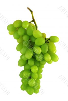 grape