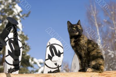 Cat on the fence and mountain ski