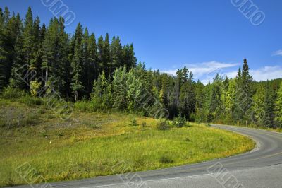 Fir forest in mountains.