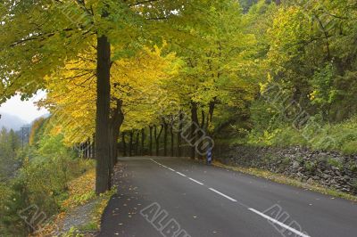 Multi-coloured autumn