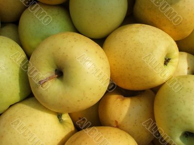 Harvest Fresh Organic Orchard Apples