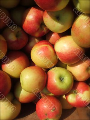 Fresh Organic Orchard Apples