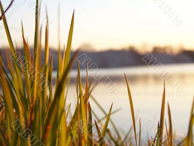Grass at river bank