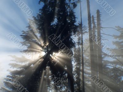 Sunlight beans are going thour trees and mist