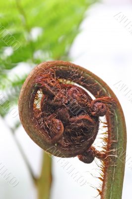 Young Fern