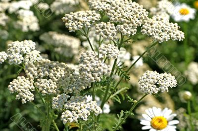 Common Yarrow