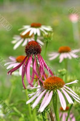 Echinacea purpurea