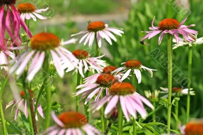 Purple Coneflower