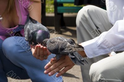 Love and pigeons