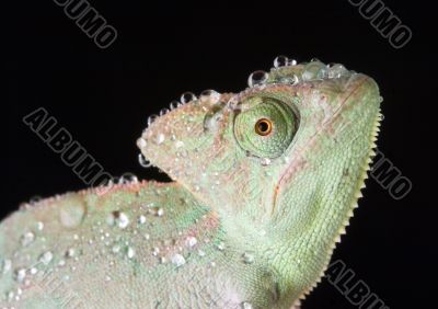 Chameleon