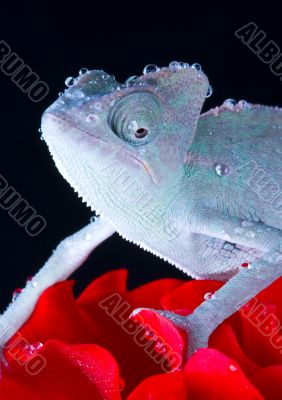 Chameleon