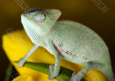 Chameleon on the tulip