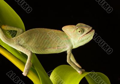 Chameleon on the tulip