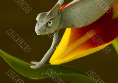 Chameleon on the tulip