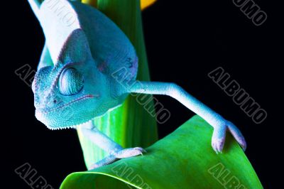 Chameleon on the tulip