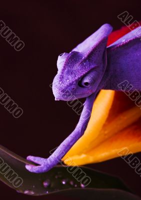 Chameleon