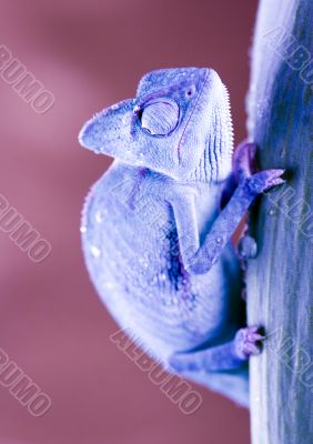 Chameleon