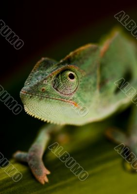Chameleon