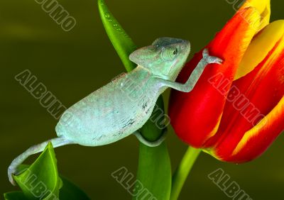 Chameleon
