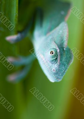 Chameleon