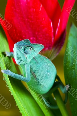 Chameleon