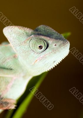 Chameleon