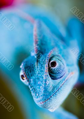 Chameleon