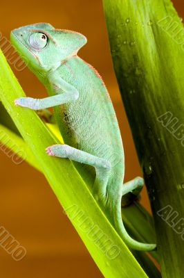 Chameleon