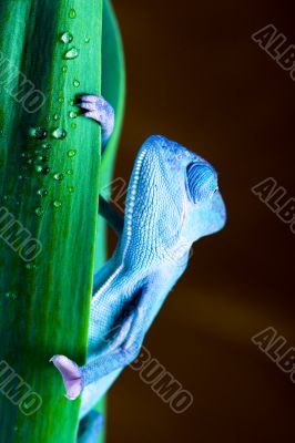Chameleon
