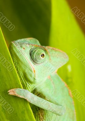 Lizard