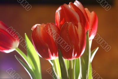 Tulip Boquet
