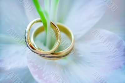 Two wedding rings on a flower