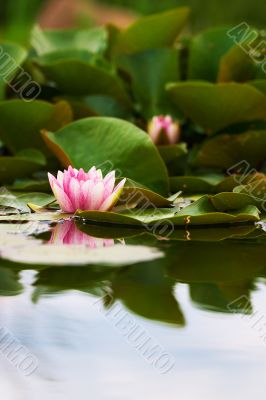 lotus flower