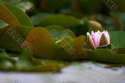 lotus flower