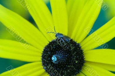 spider standing on the flower