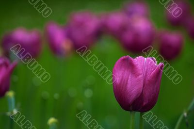 Field of purple tulips