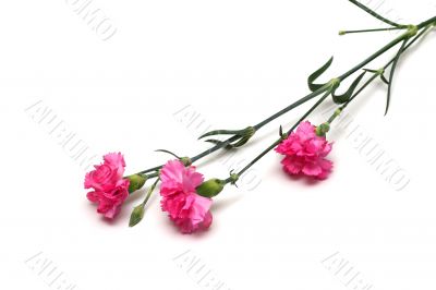 carnations