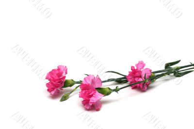 carnations
