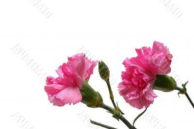 carnations