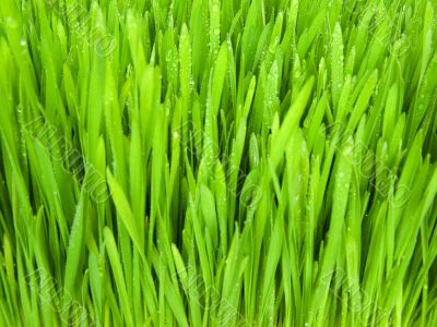 grass