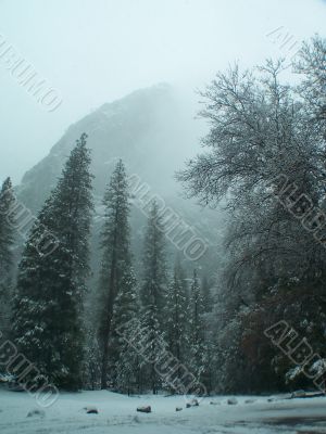 Fog in Yosemite park