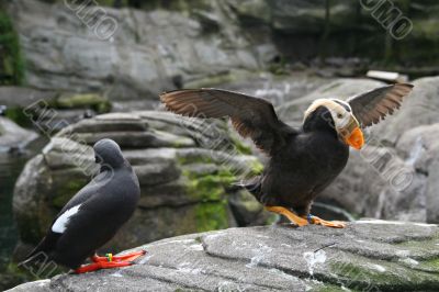 Tufted puffin, and Pigeon Guillemot