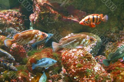 Fish swimming near reef