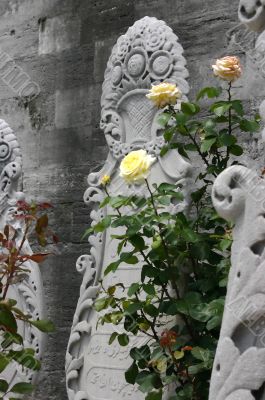 Yellow rose & tombstones