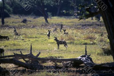 Wild dog pack