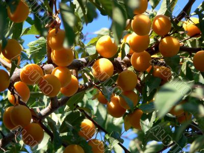 Cherry plums on the tree