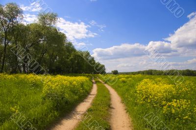 Trees and a road at green meadow