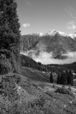 Spruces and road over clouds and fog after storm