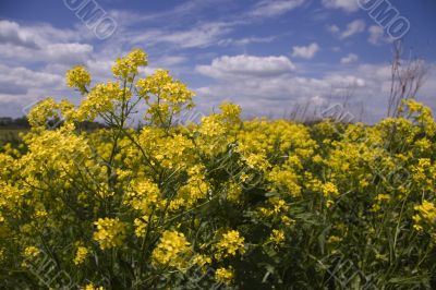 Blooming yellow meadow with many flowers